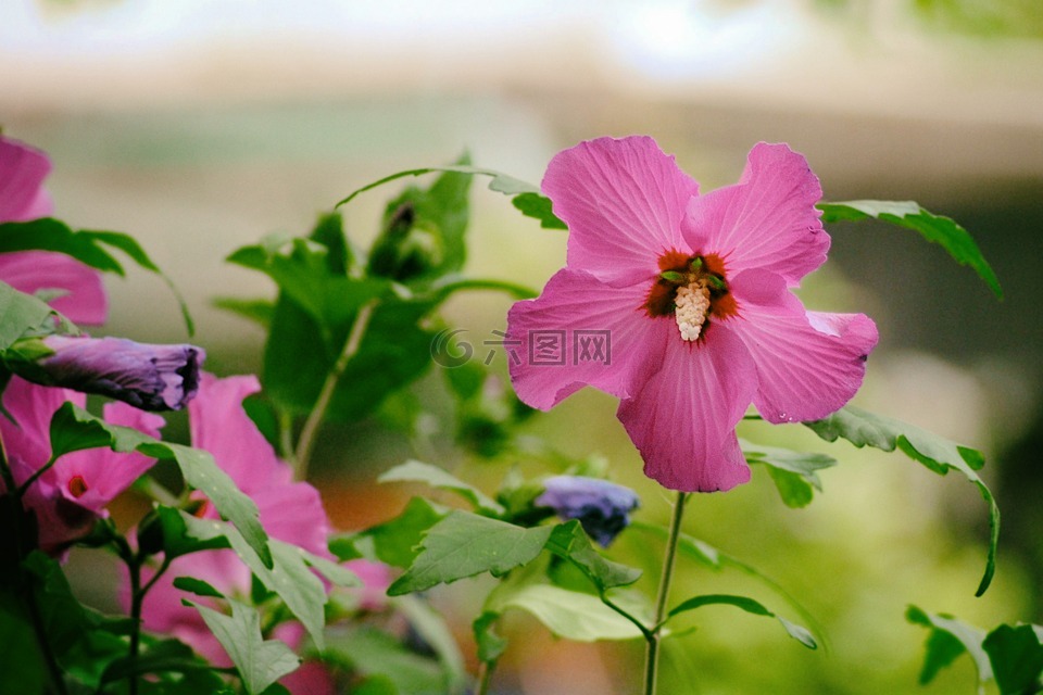 芙蓉,粉红色,开花