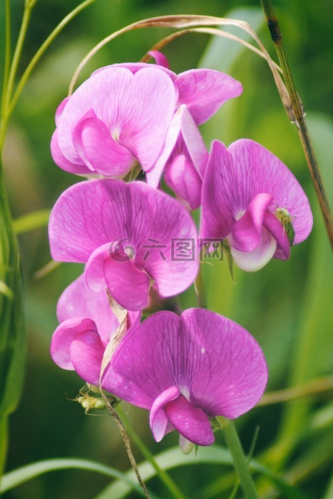 野豌豆,野生薇菜,粉红色