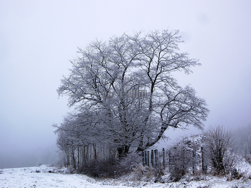 树,冬天,冬天树