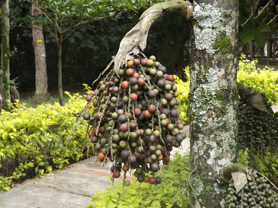 水果,鲜花,树