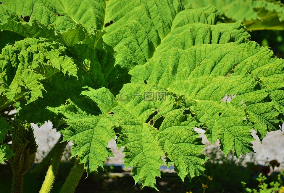 猛犸象叶拉草,拉草-tinctoria,叶子