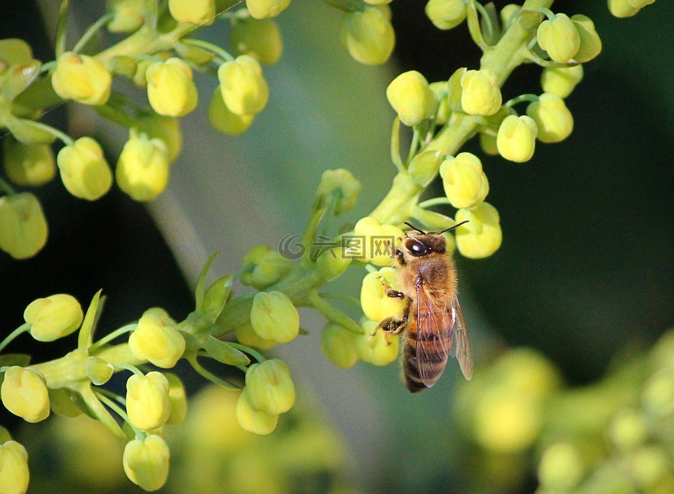 蜜蜂,十大功劳鲜花,授粉