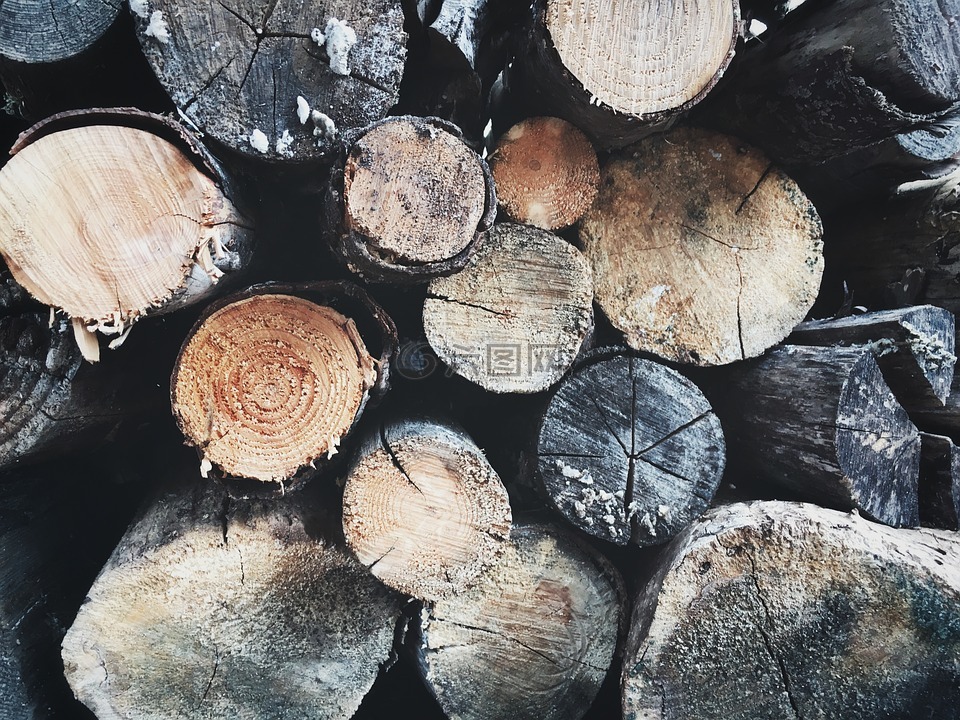 木材,树,日志记录