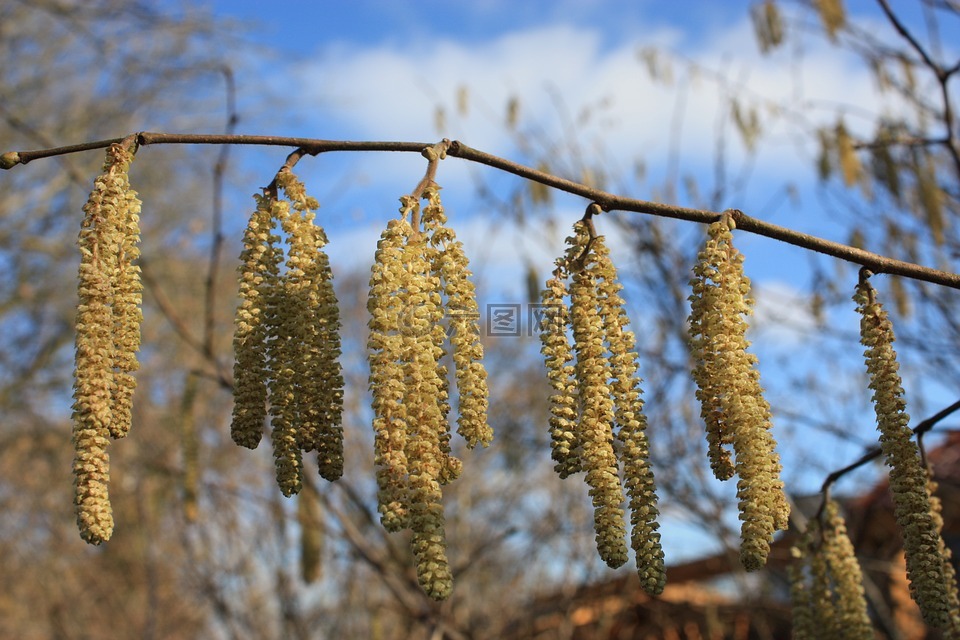 榛花,春天,榛