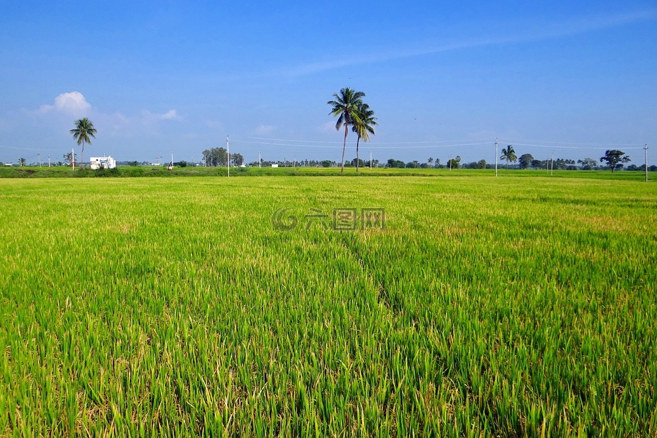 水稻种植,gangavati,卡纳塔克