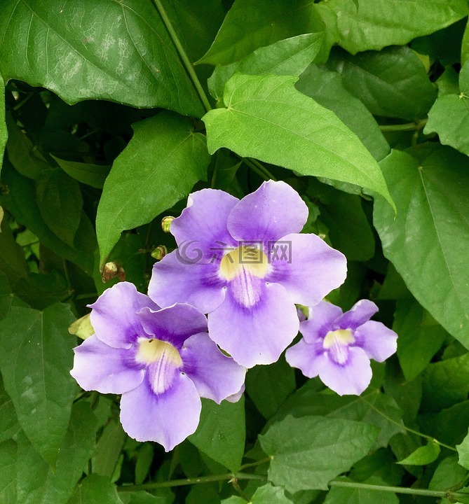 鲜花,紫色的花朵,紫色