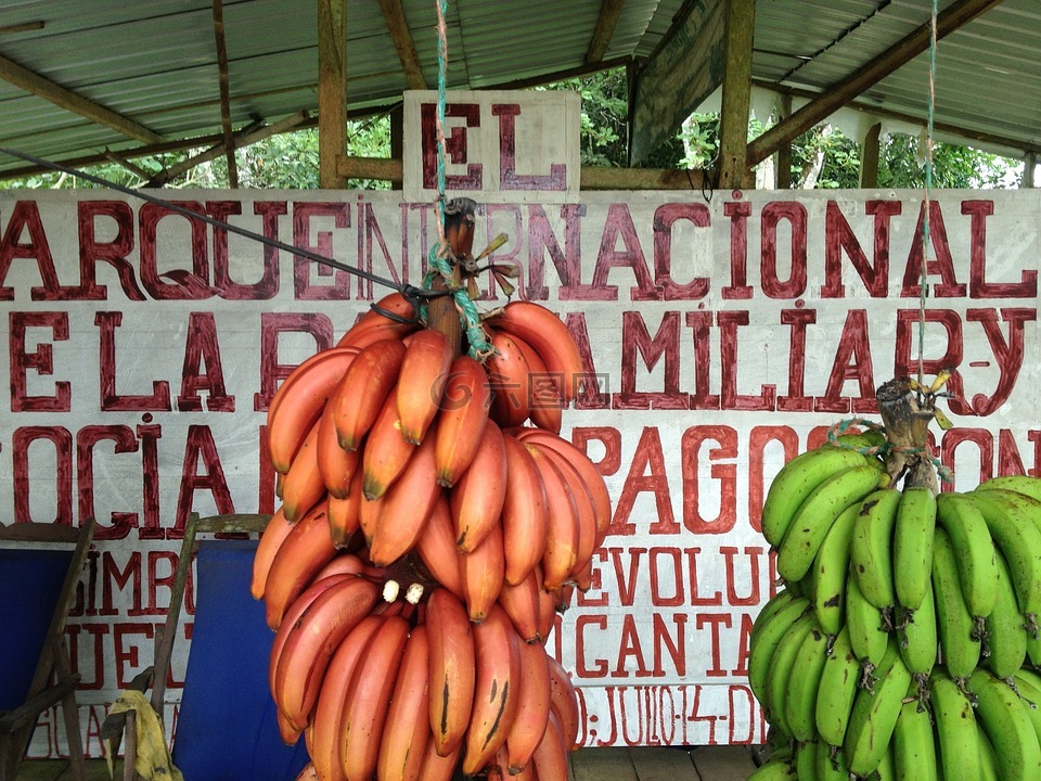 香蕉,拉帕戈斯群岛,水果