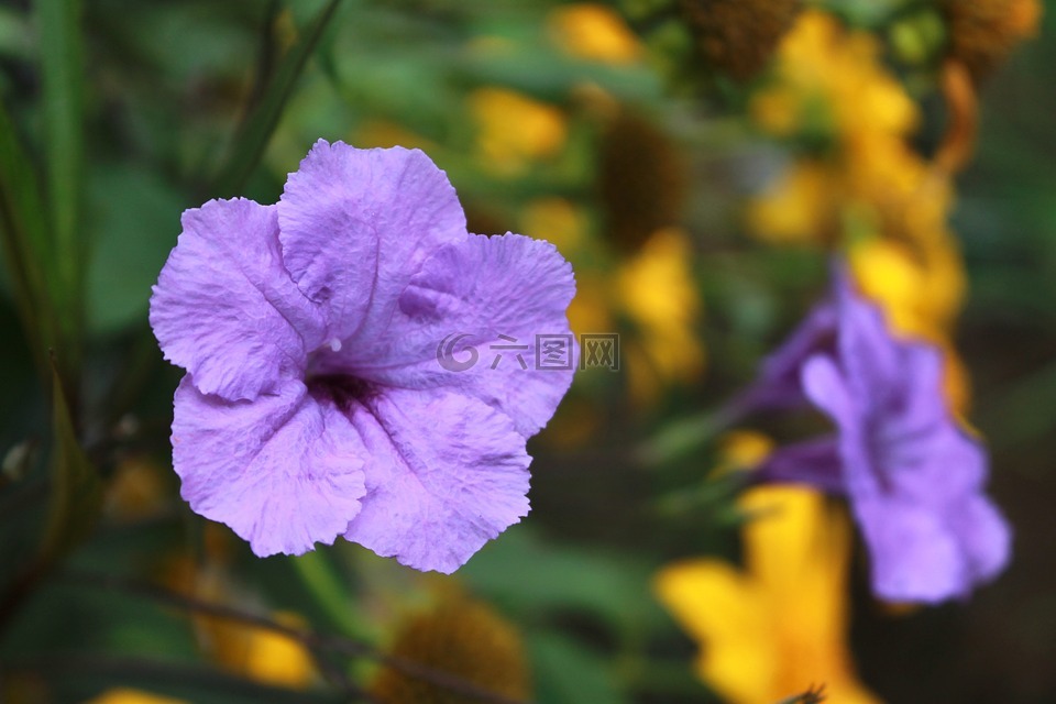 紫色的花朵,植物,特写