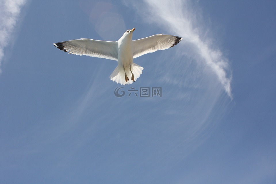 海鸥,蓝蓝的天空,自由