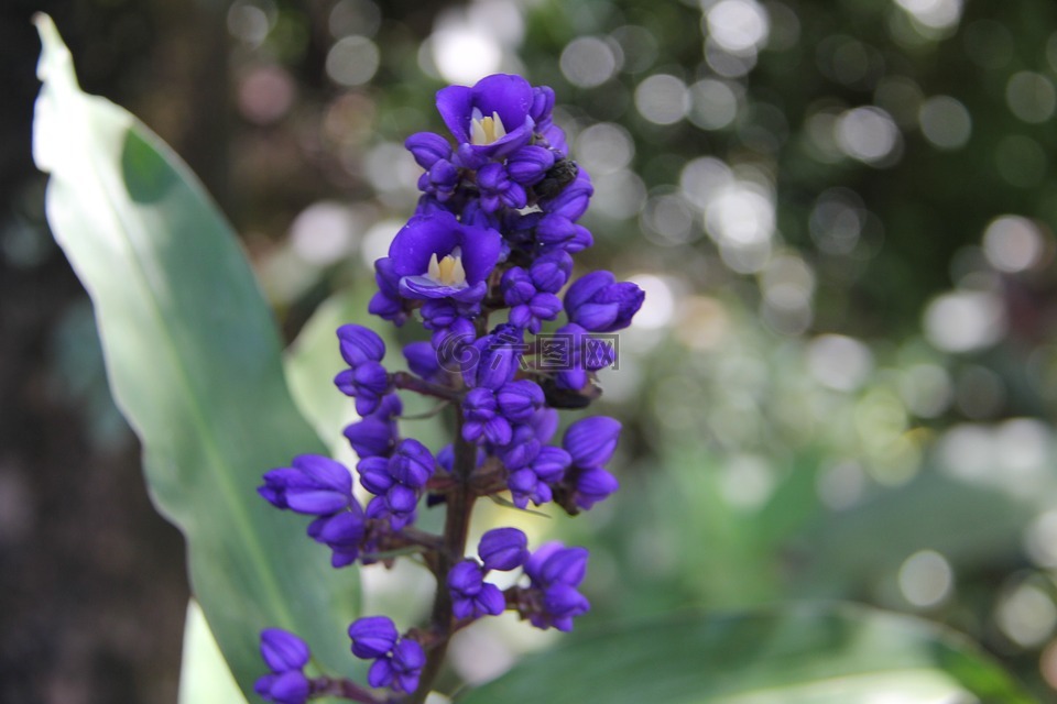 花,紫色花,夏威夷花