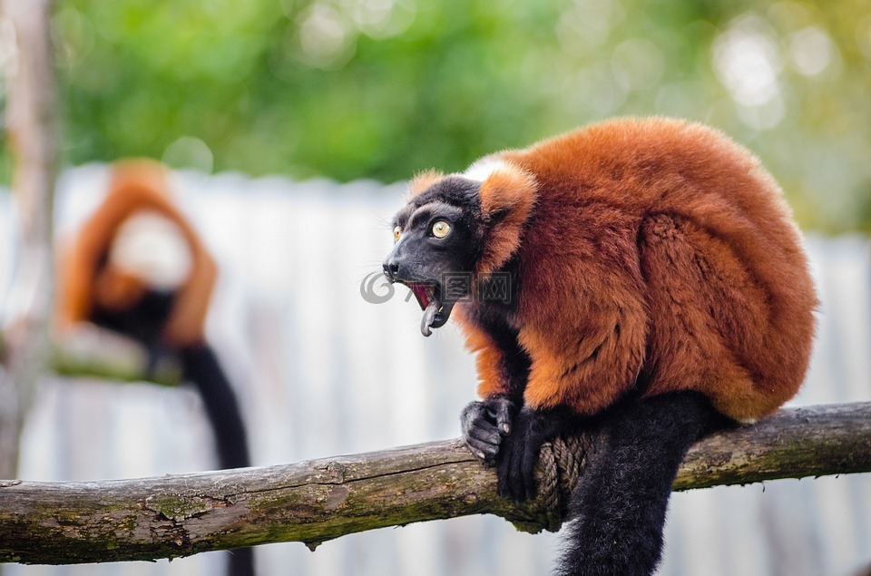 红颈狐猴,野生动物,马达加斯加