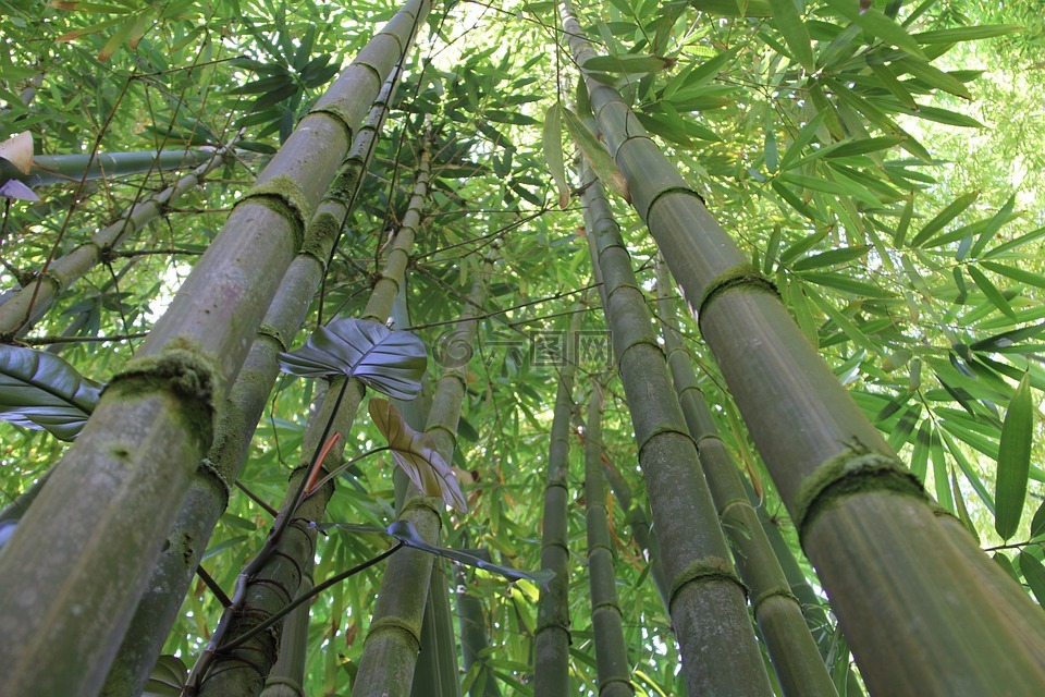 竹,竹林,夏威夷竹