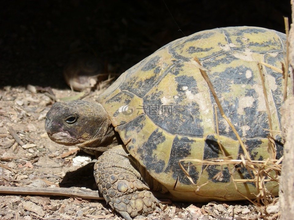 地中海龟,巢穴,受保护的物种