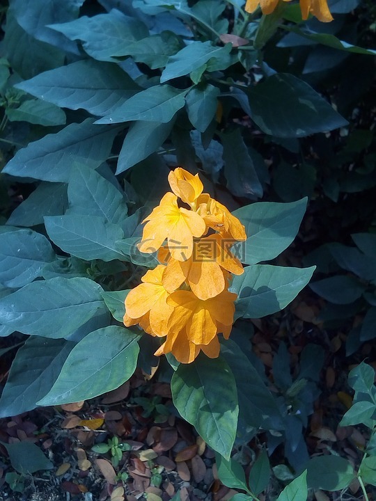 它的叶子花sagkrni,花,橙黄色的花