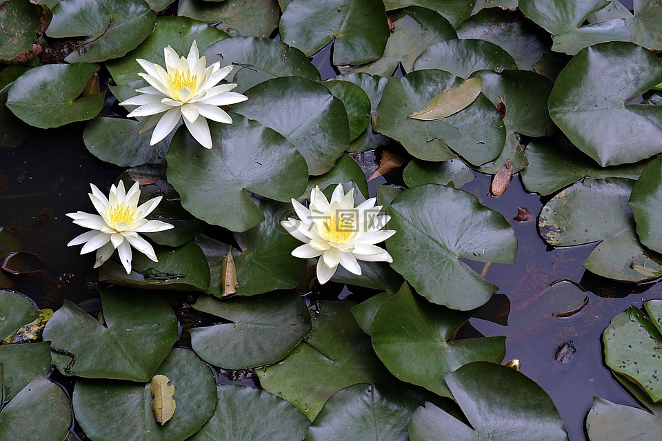 花,水,花的