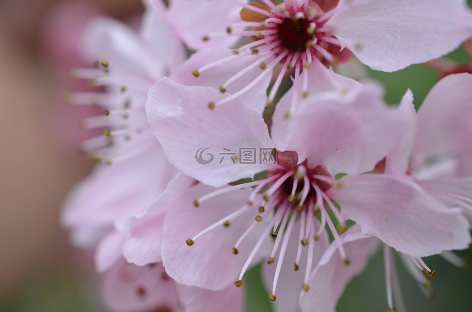日本樱花盛开,春天,开花
