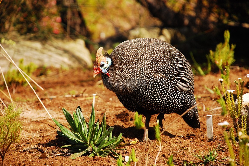 珍珠鸡,动物,鸟