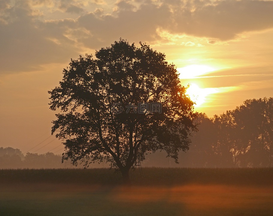 清晨的阳光,地面有雾,一棵树