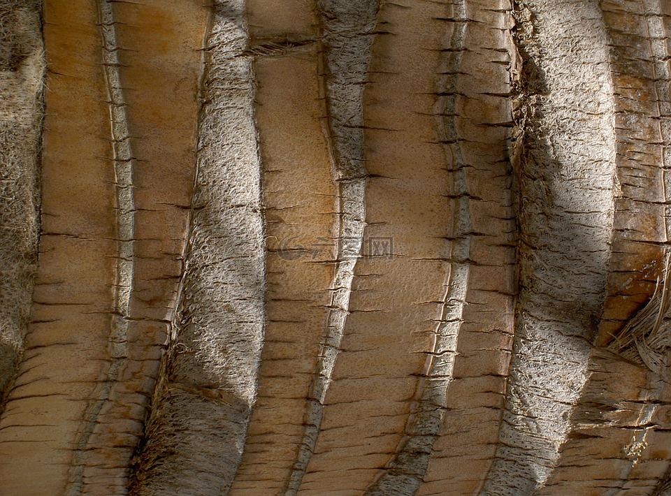 棕榈,棕榈树的根,结构