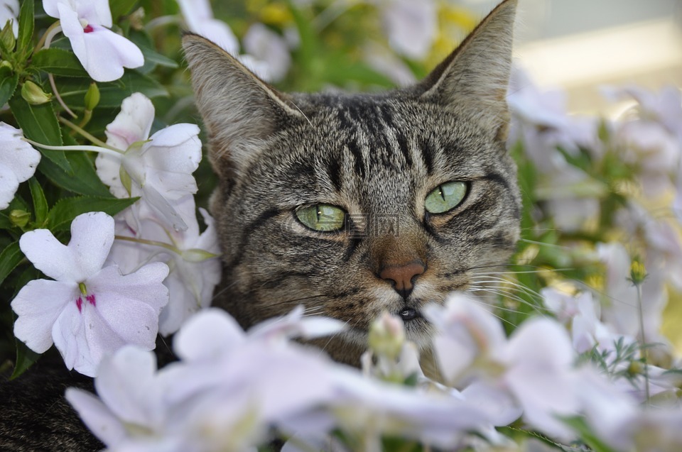 猫,花,春天