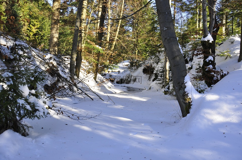 2 月,冬季,森林