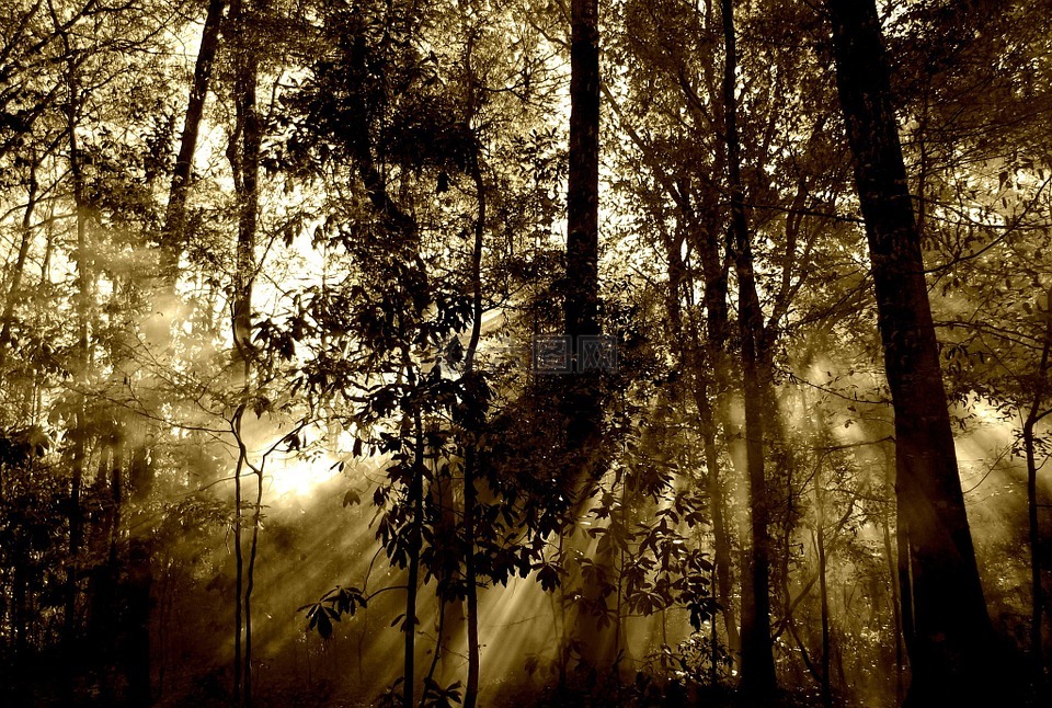 森林,太阳,射线