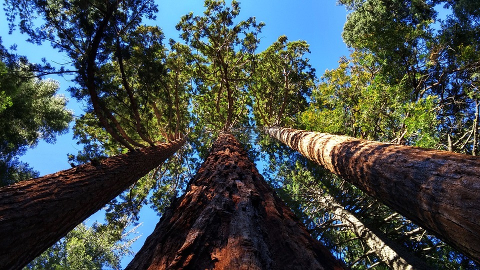巨大的红杉树林附近奥本,加利福尼亚州,树