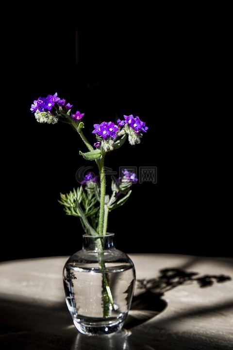 花,黑暗中,紫色的花