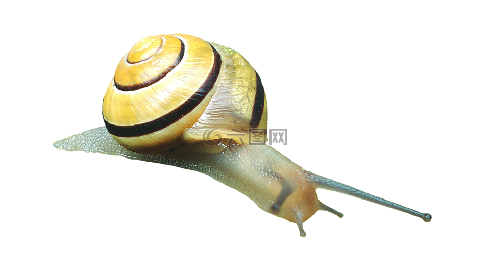 蜗牛,壳,蜗牛壳