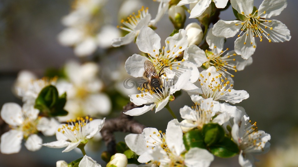 春天,阳光,蜜蜂