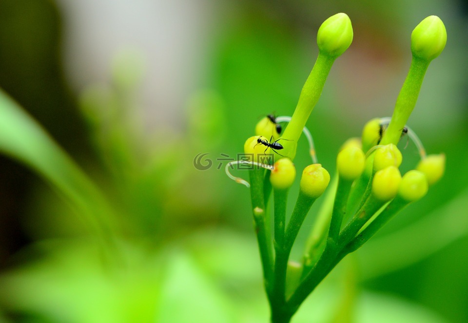 绿色,bluriness,蚂蚁