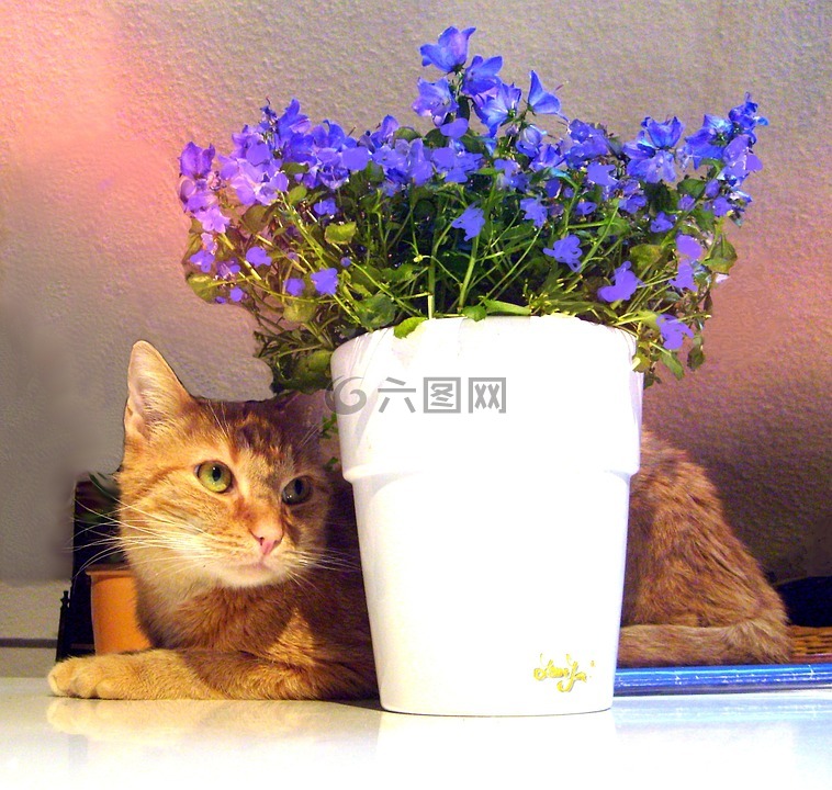 猫 花盆 鲜花高清图库素材免费下载 图片编号 六图网