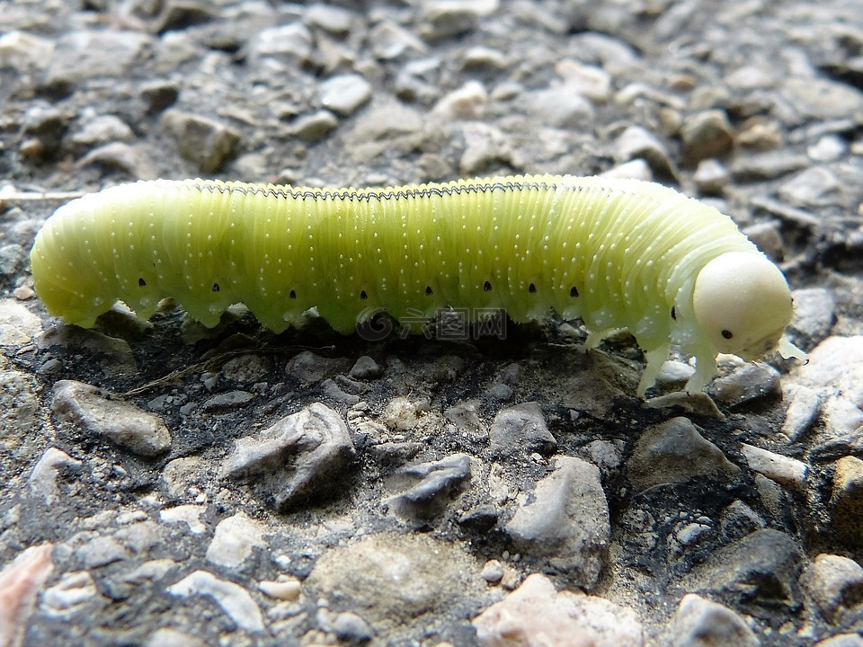 浅绿,卡特彼勒,绿色