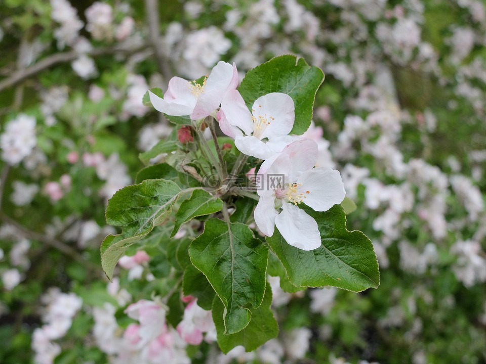 春,6 月,苹果