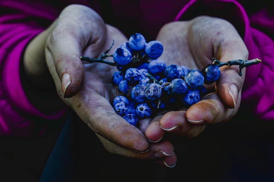 莓果,蓝莓的,秋天性