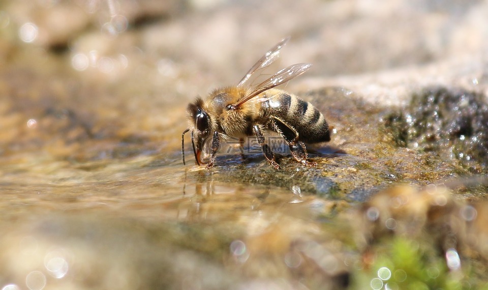 蜜蜂,喝,水