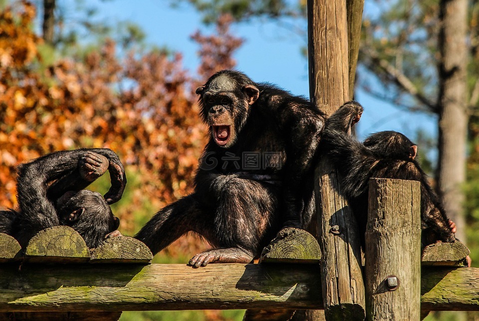 黑猩猩,黑猩猩家族,猿