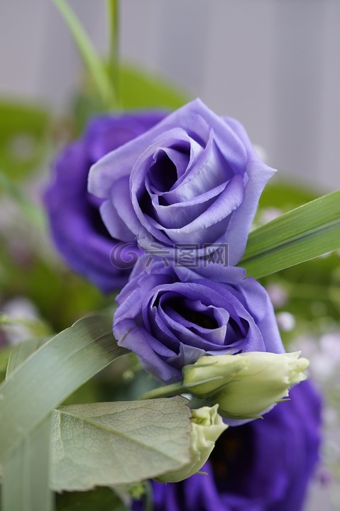 紫,花,开花