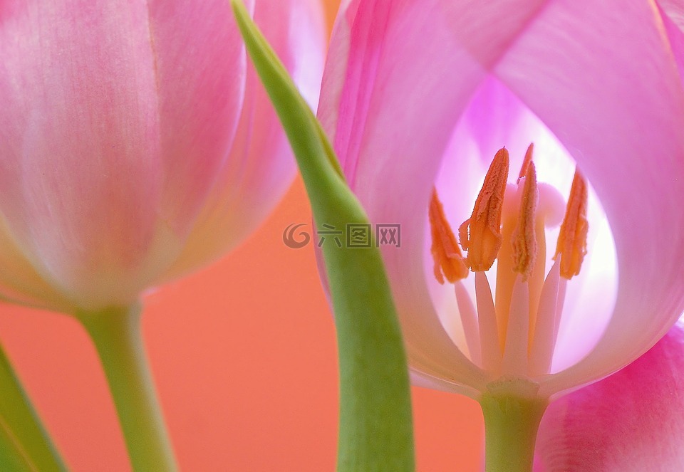 郁金香,花,开花