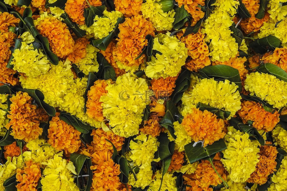 鲜花,节日,印度