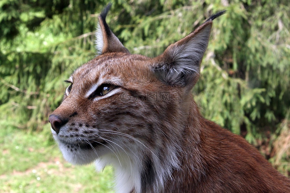 猞猁,eurasischer 猞猁,北部猞猁