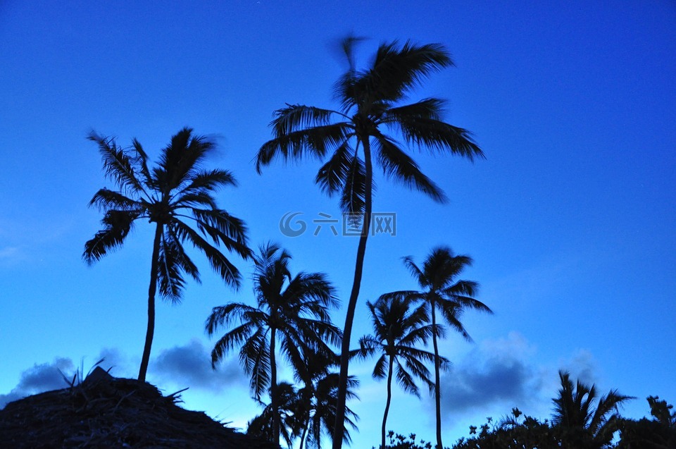 棕榈,自然,蓝色