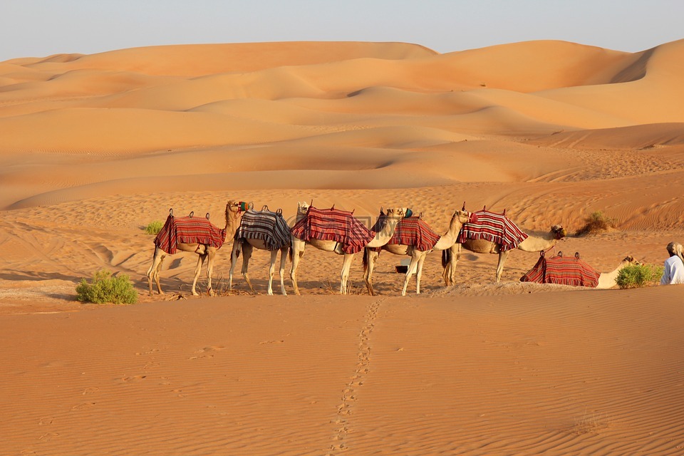 沙漠,骆驼,沙