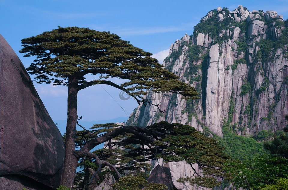 迎客松黃山天都峰