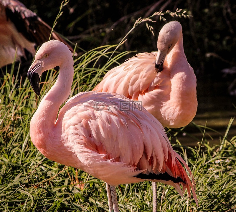粉红色的火烈鸟,涉水鸟,羽毛