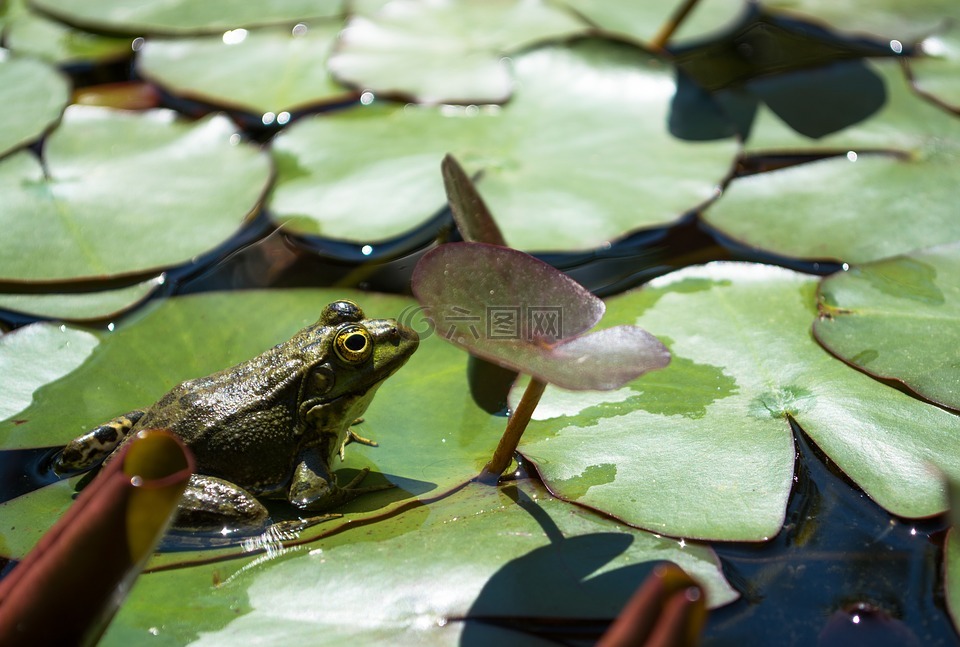 青蛙,绿色,池塘