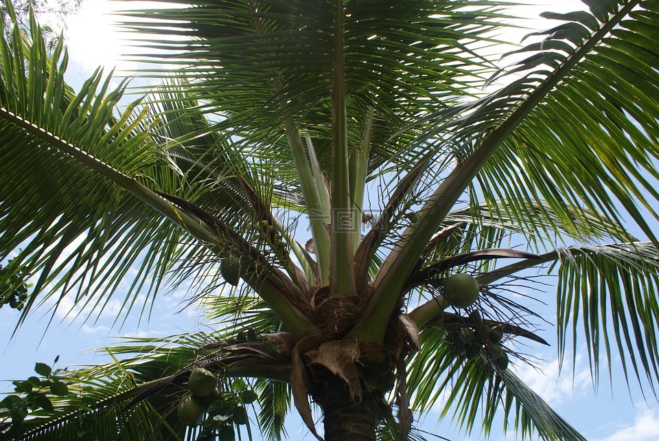 棕榈,热带,夏天