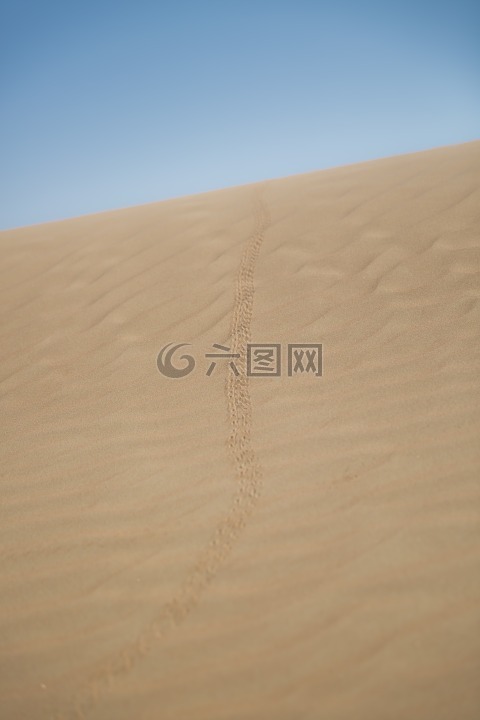 沙漠,蝎子,步道