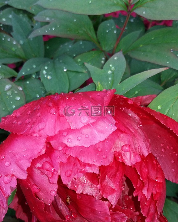 植物,花卉,叶