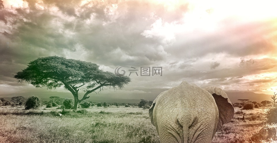 象,稀树草原非洲动物,野生动物园